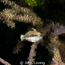 ghostly by John Loving 